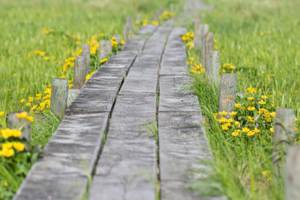 Close-up of a Narrow Boardwalk between Grass and Flowers