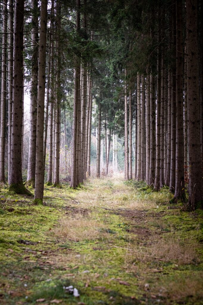 tree, woods, grass