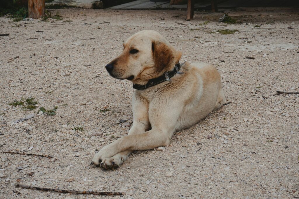 Yellow Labrador Retriever relaxing outdoors on a gravel yard. Perfect for pet and outdoor themes.