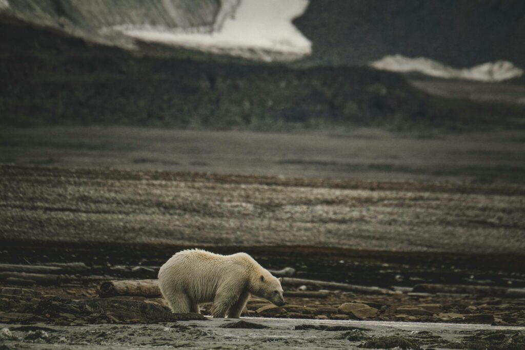 A majestic polar bear wanders through a vast, rugged Arctic terrain.