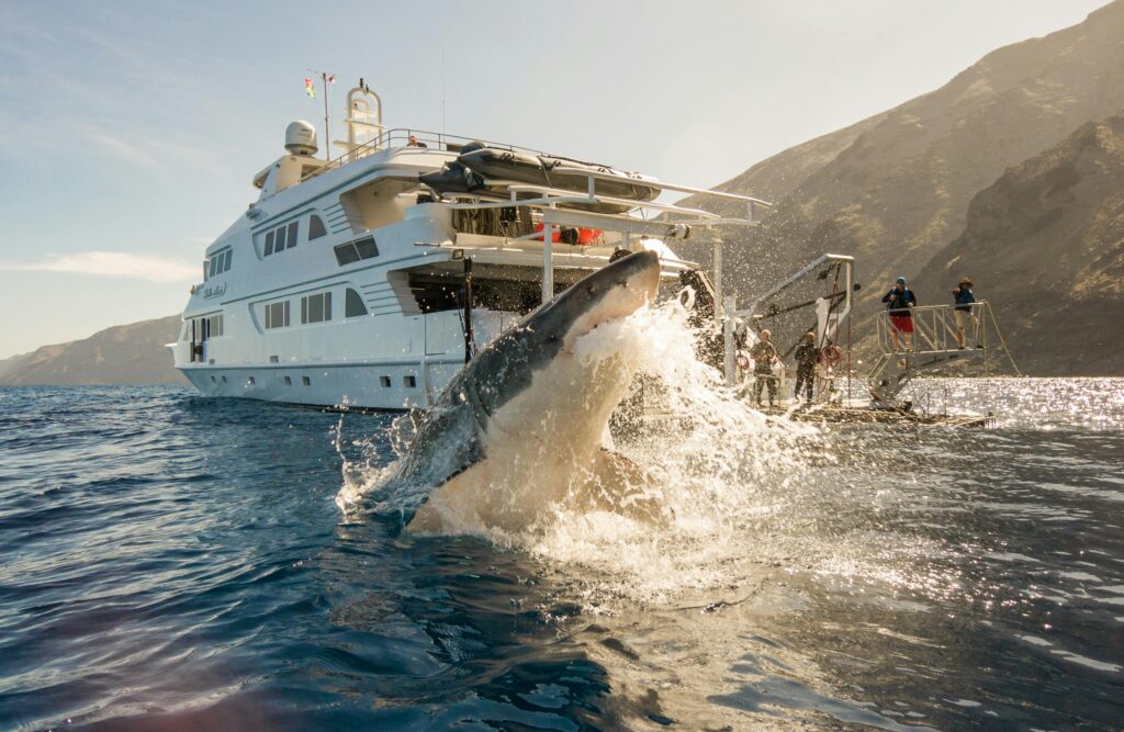 A thrilling scene of a great white shark breaching near a yacht in Mexico's waters.