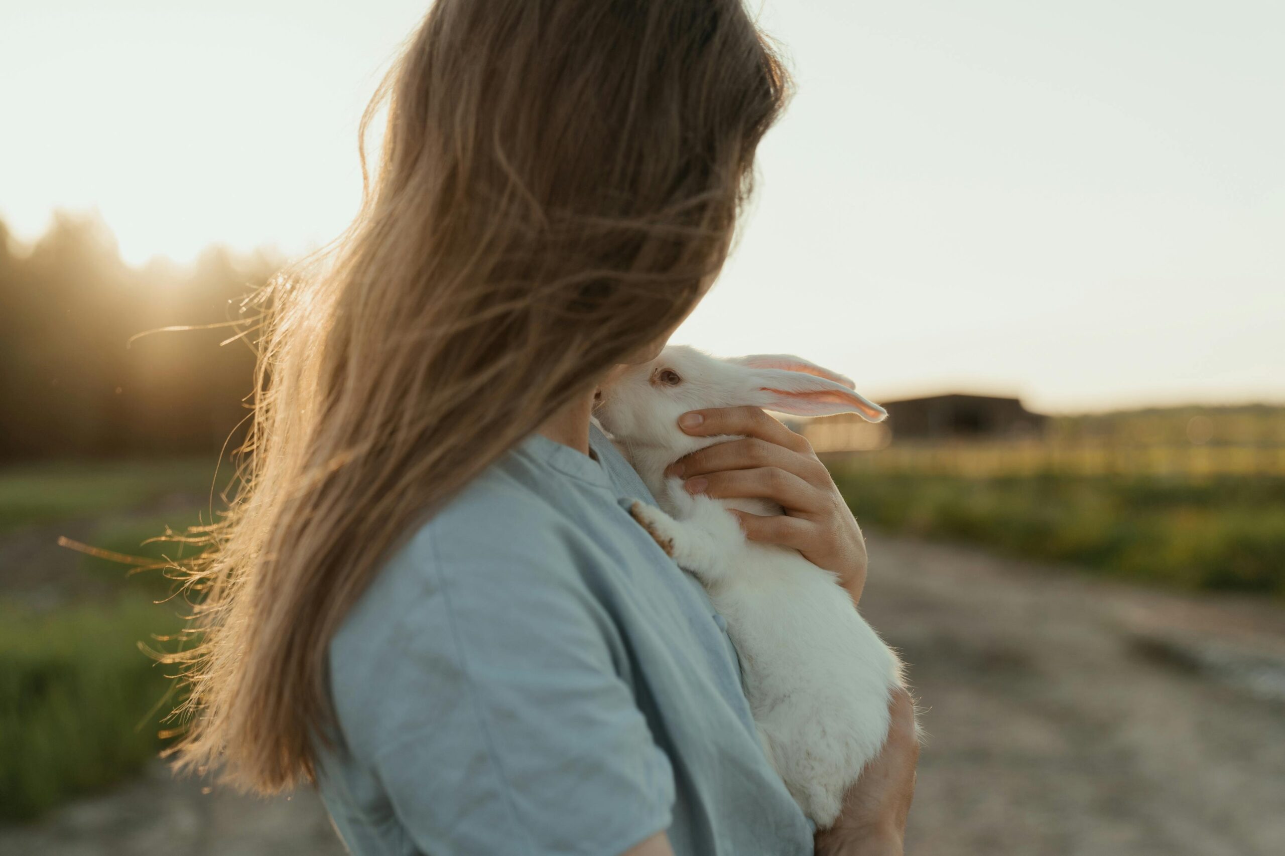 A serene scene of a girl cuddling a white rabbit in sunlit farmland, evoking warmth.