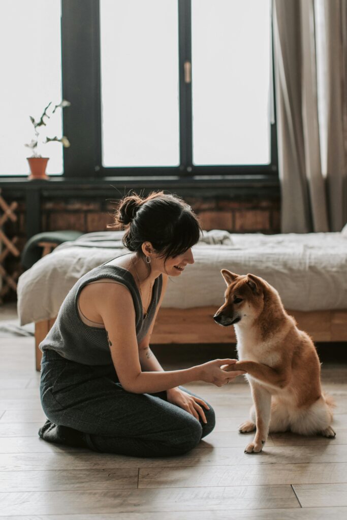 Woman and Shiba Inu dog interacting indoors, showcasing friendship and training.