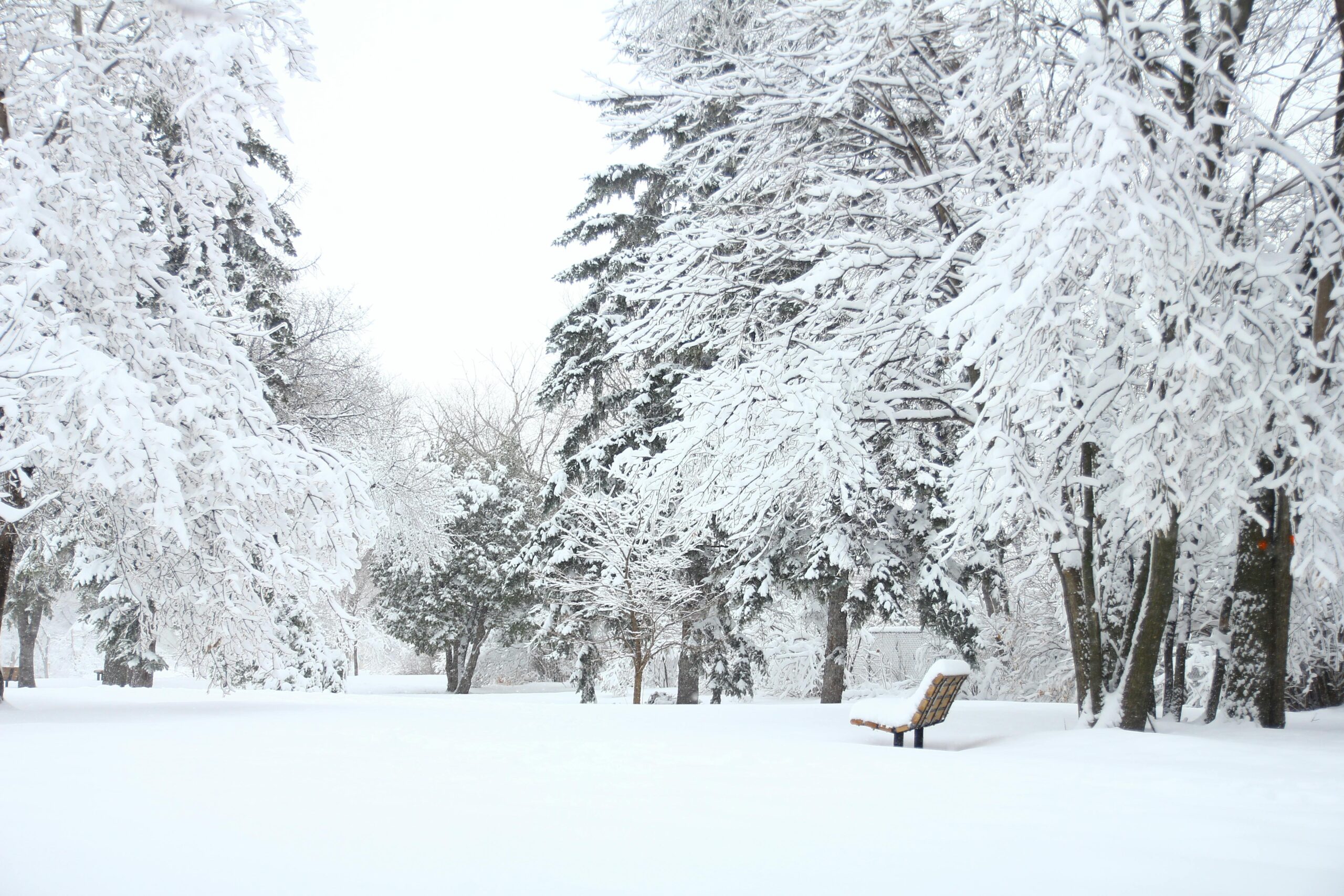 A serene snowy park scene with frosted trees and an empty bench, ideal for winter backgrounds.