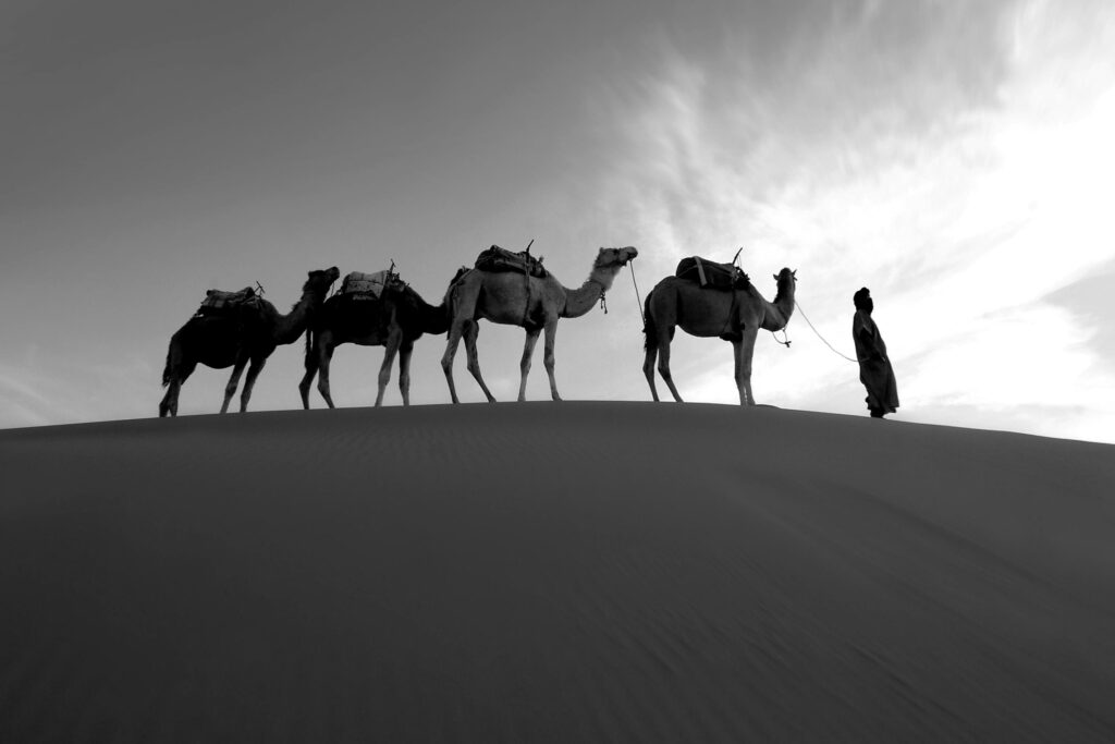 Silhouette of camels and a person walking through the desert dunes of Merzouga at twilight.