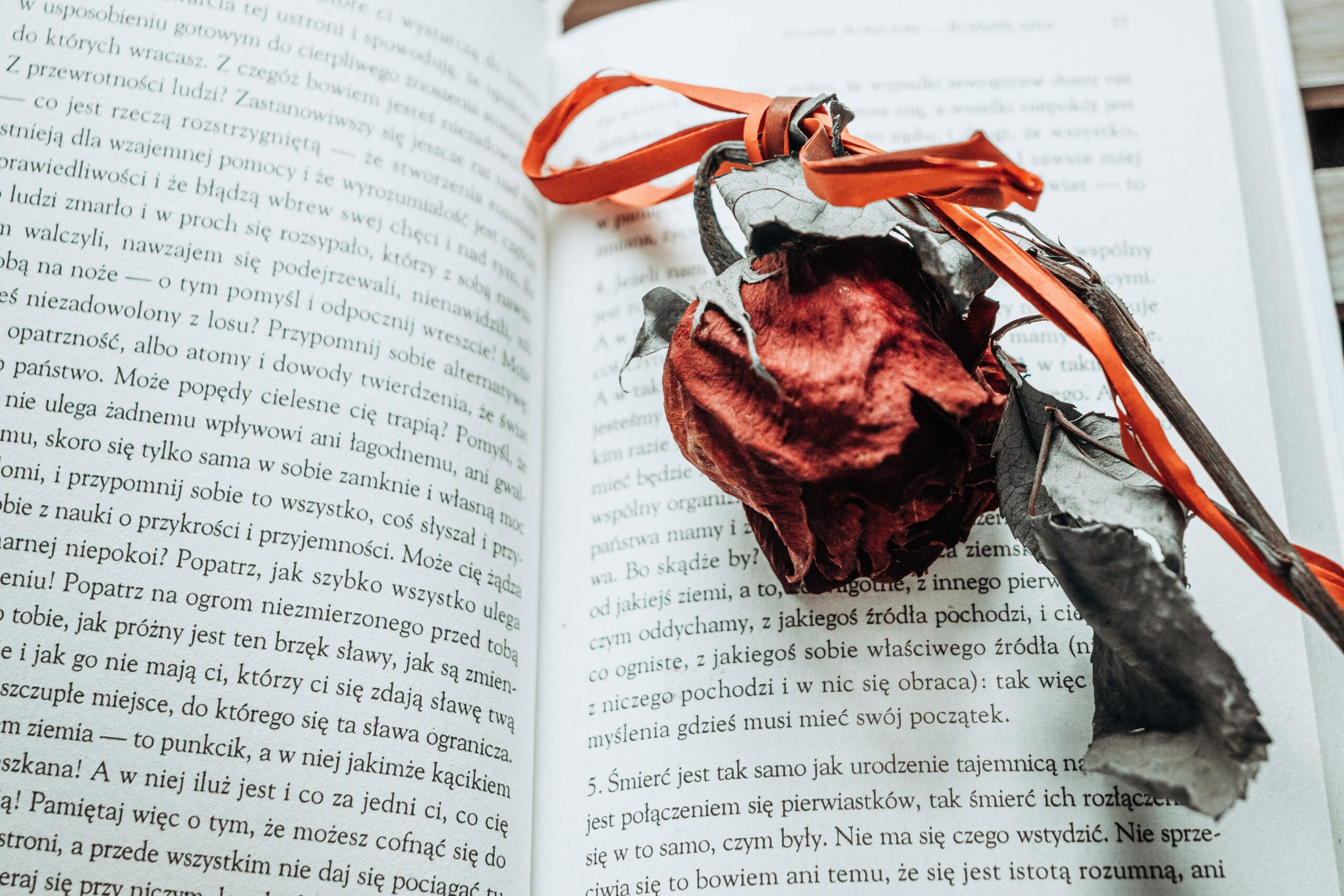 A dried red rose resting on an open book's pages, creating a still life composition.