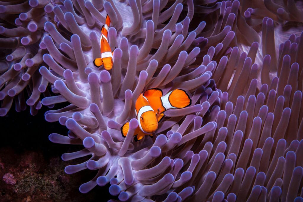 Colorful clownfish nestled in a stunning purple sea anemone underwater in Palau.