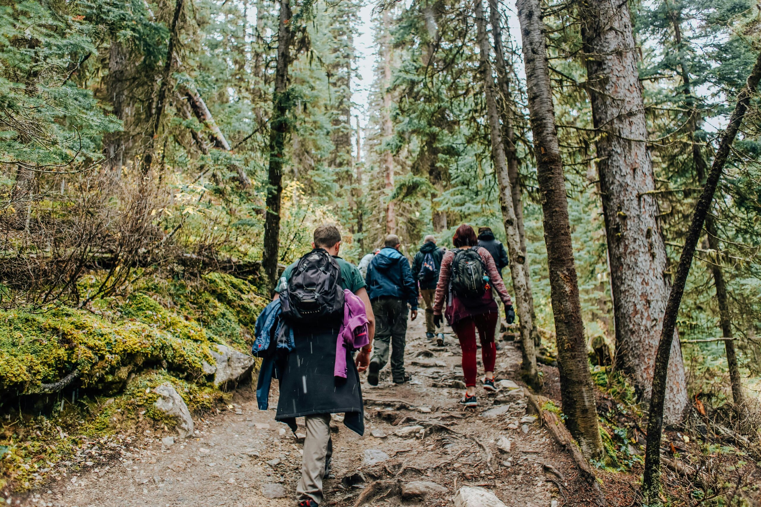 A group of hikers trekking through a lush, forested path in daylight, enjoying nature.