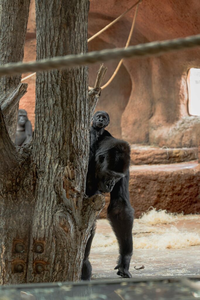 A Western Lowland Gorilla interacts with its environment indoors at a zoo.