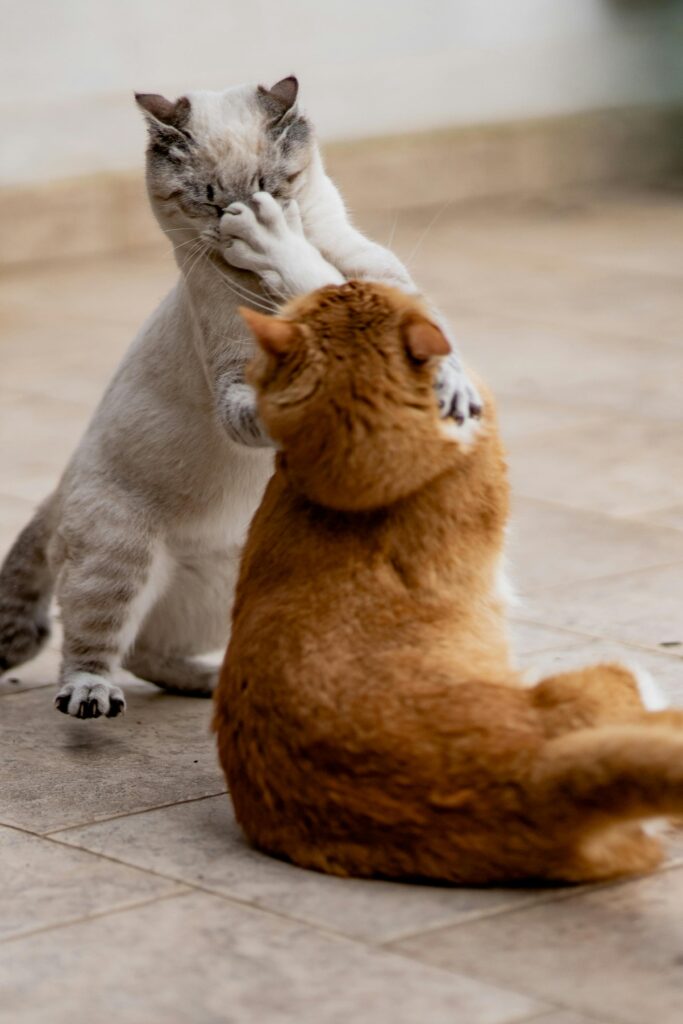 Two cats playfully engaging on a tiled courtyard in Ostuni, Italy.