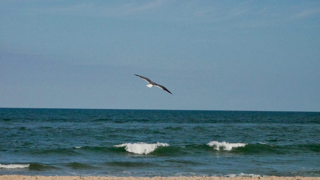 A seagull gracefully soars above the ocean waves in Ocean City, Maryland, under a clear blue sky.