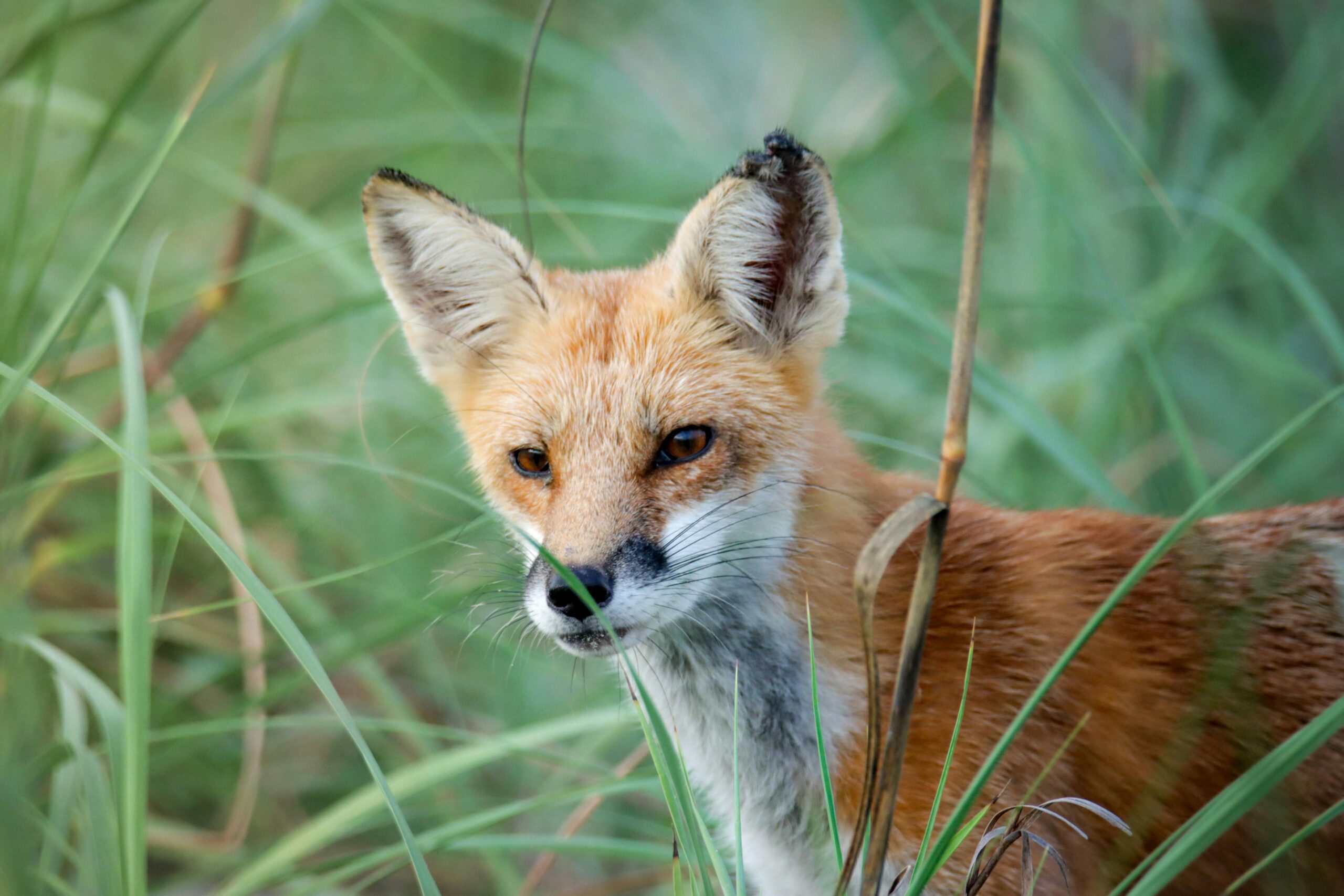 Free stock photo of fox
