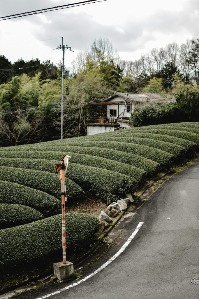 Picturesque view of tea fields with a rustic house and road in Wazuka, Kyoto.