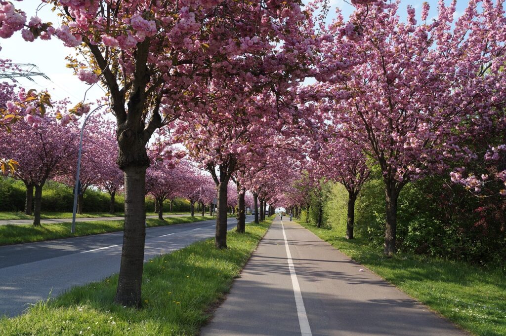 cherry blossom, cherry tree, nature, tree, magdeburg wrong, spring