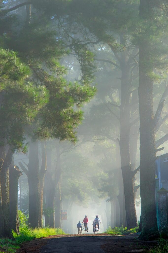 street, trees, exploration, travel, outdoors, forest, nature, mountain, chill, learn, children, treeline