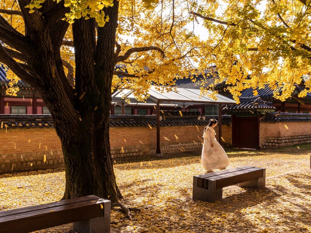 gyeongbok palace, nature, woman, autumn, tree, leaves, benches, fall, model, girl, traditional, forbidden city, landmark, tourist attraction, tourism, outdoors, seoul, korea, republic of korea