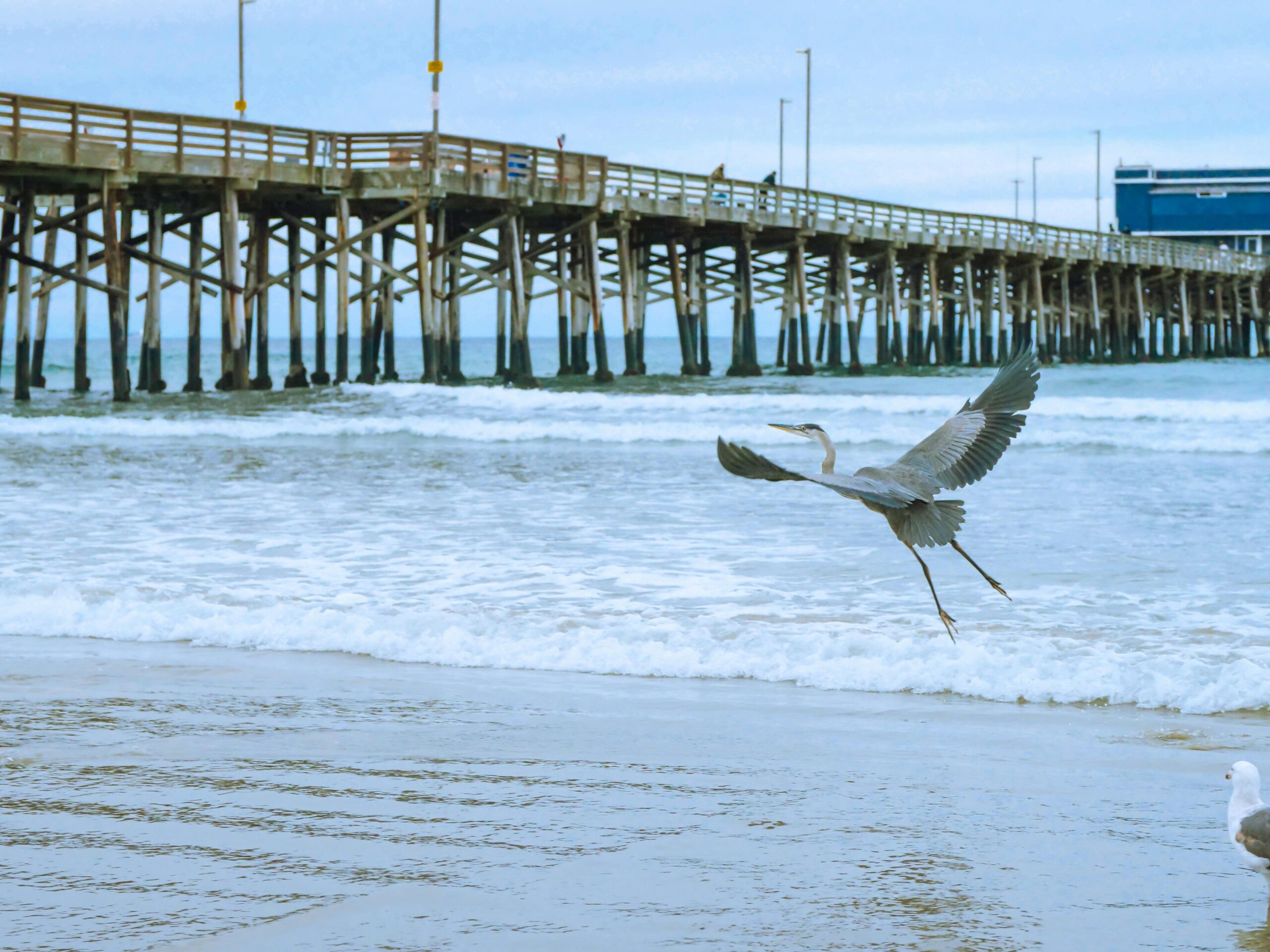 A majestic heron takes flight near an ocean pier at dawn with waves gently hitting the shore.