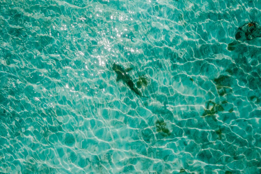 Stunning aerial shot of a shark swimming in clear turquoise water, capturing the beauty of marine life.