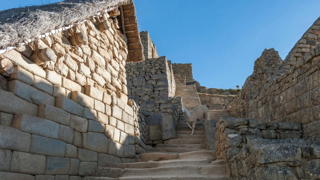 A llama climbs ancient stone steps amidst historic ruins under a clear blue sky.
