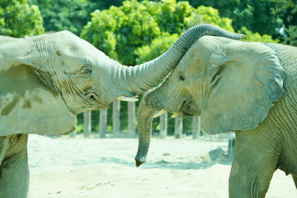 Two African elephants touching trunks in a friendly interaction outdoors.