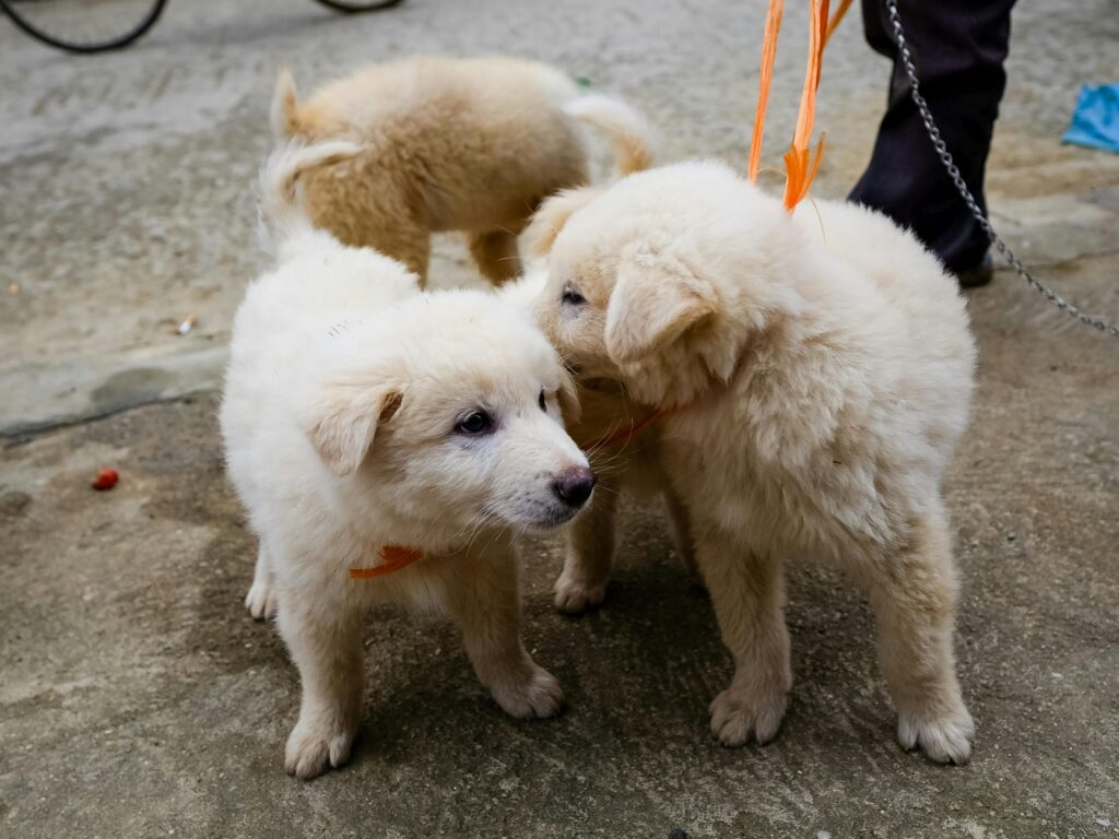Những chú chó con lông trắng