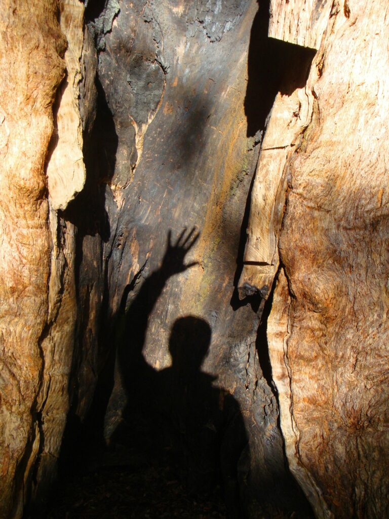 Silhouette of a person raising hand inside a large tree hollow with dramatic lighting.