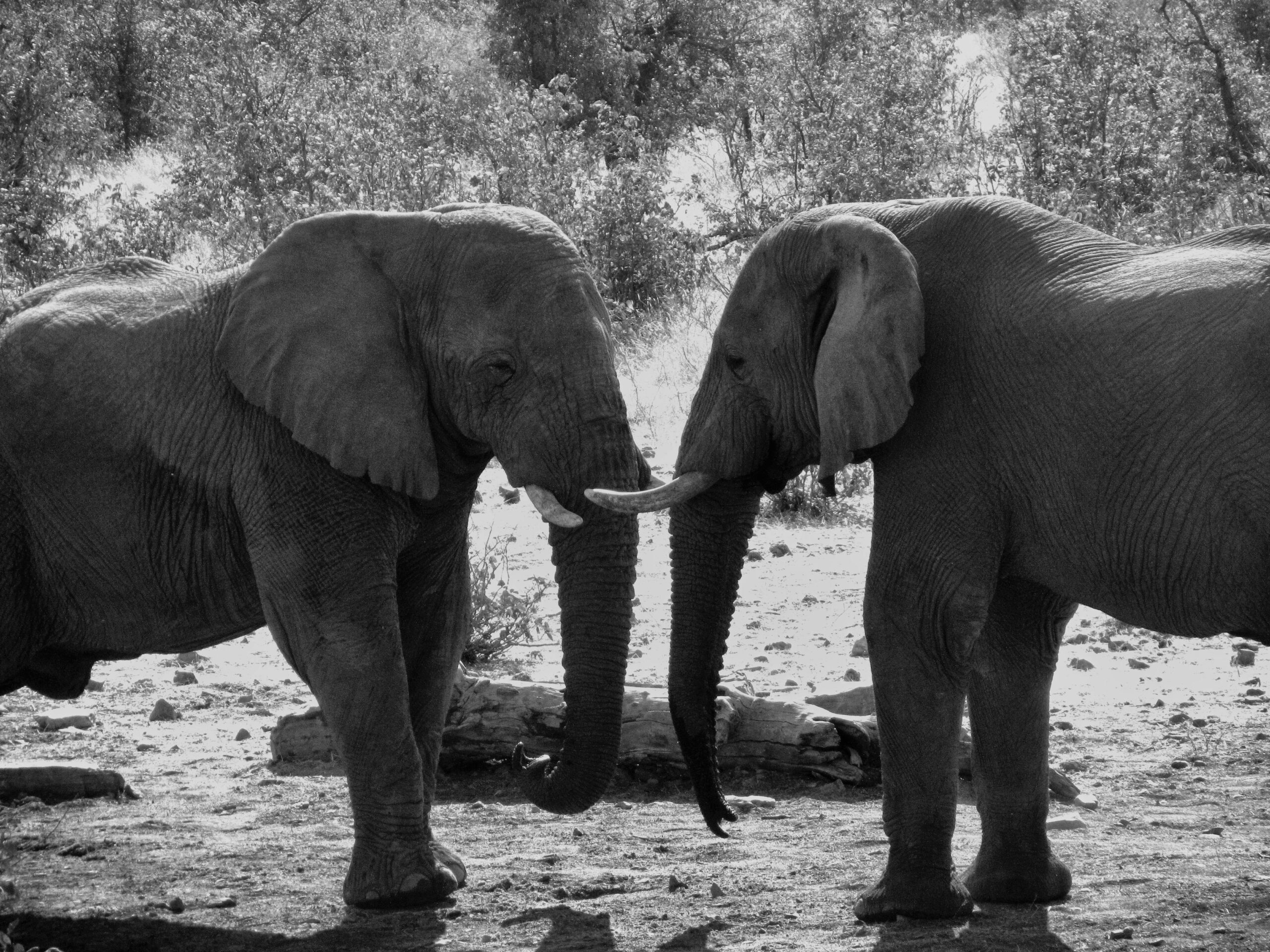 A black and white photo of two African elephants touching trunks in a natural setting.