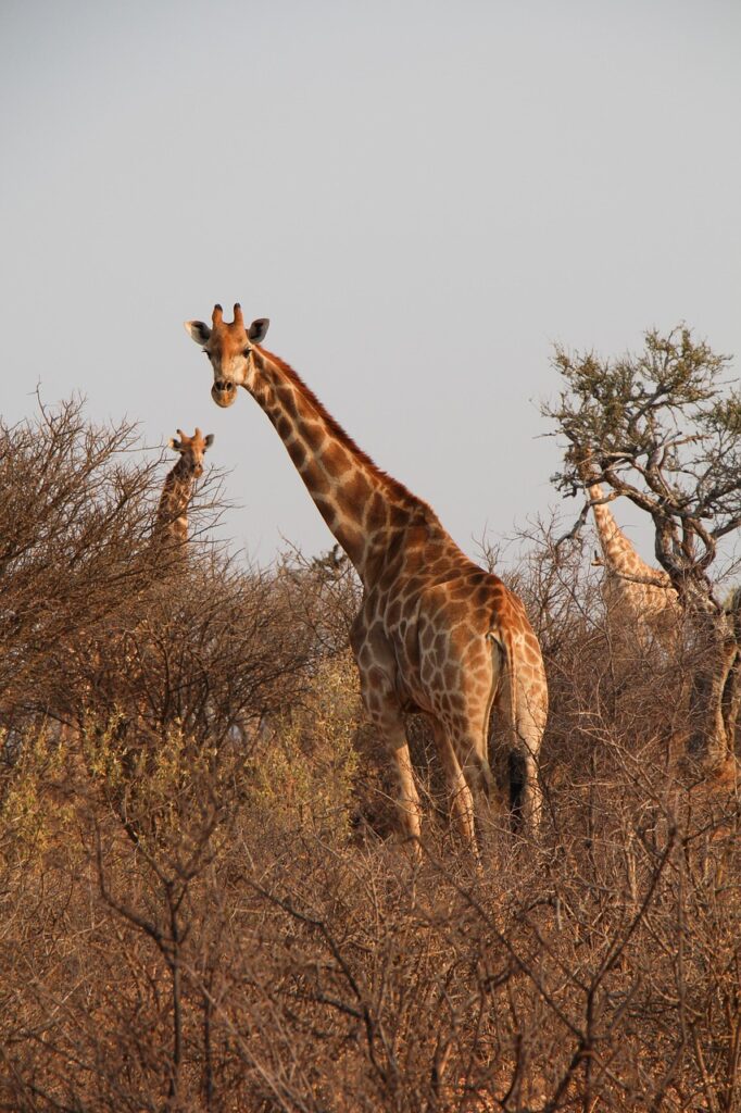 giraffes, herd, safari, nature, namibia, south africa, africa, savannah, forest, wildlife