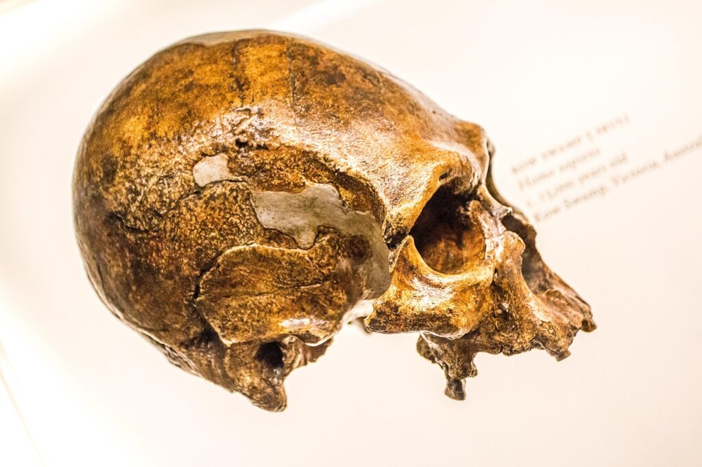 skull, head, skeleton, dead, halloween, scary, gruesome, horror, skull and crossbones, neanderthals, vormensch