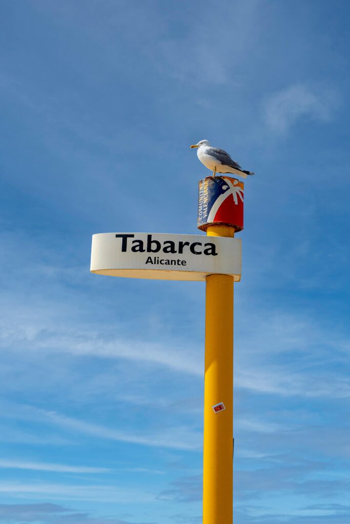 A seagull perched on a colorful signpost in Tabarca, Alicante, Spain against a clear blue sky.