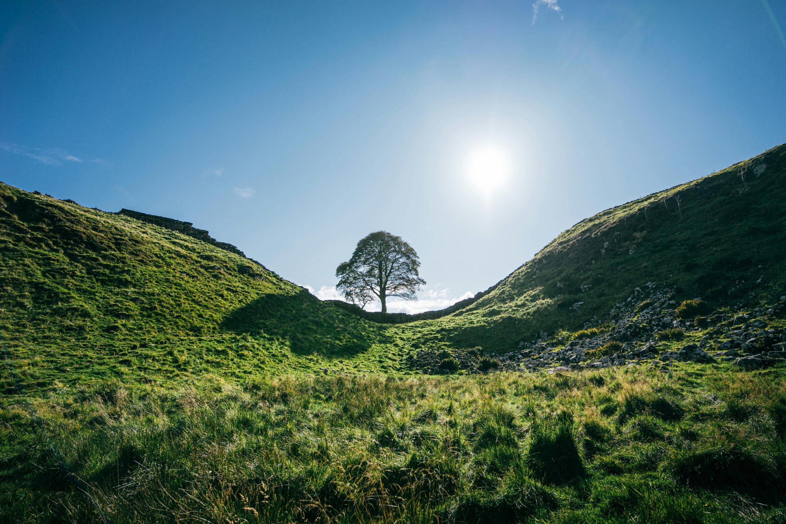 A lone tree standing majestically amidst lush green hills under the bright summer sun.