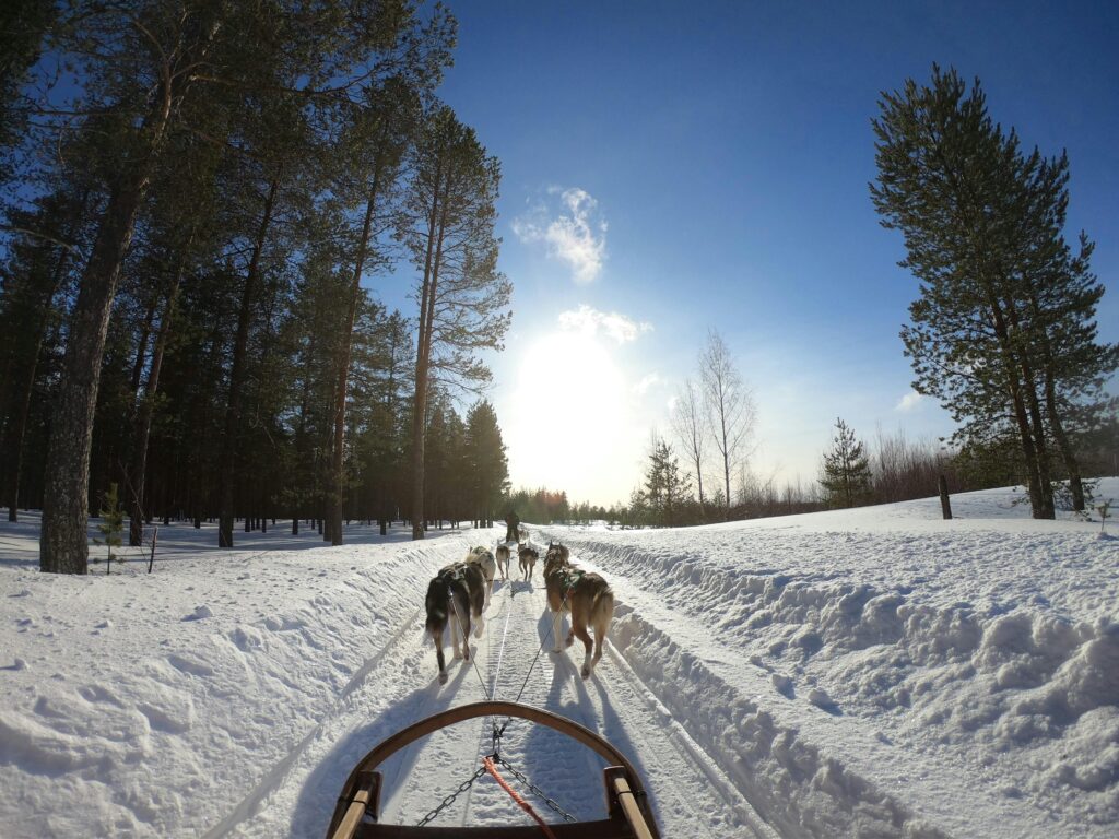 Experience a thrilling dog sled journey through the snowy landscapes of Rovaniemi, Finland.