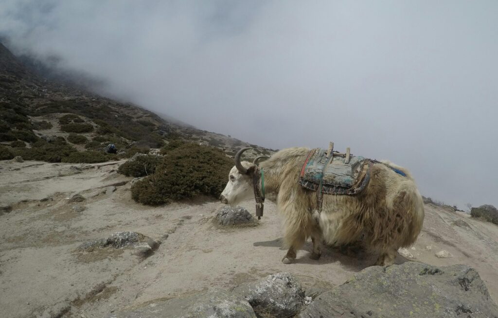 Yak carrying load in Koshi Province, Himalayan terrain. Rugged mountain journey.