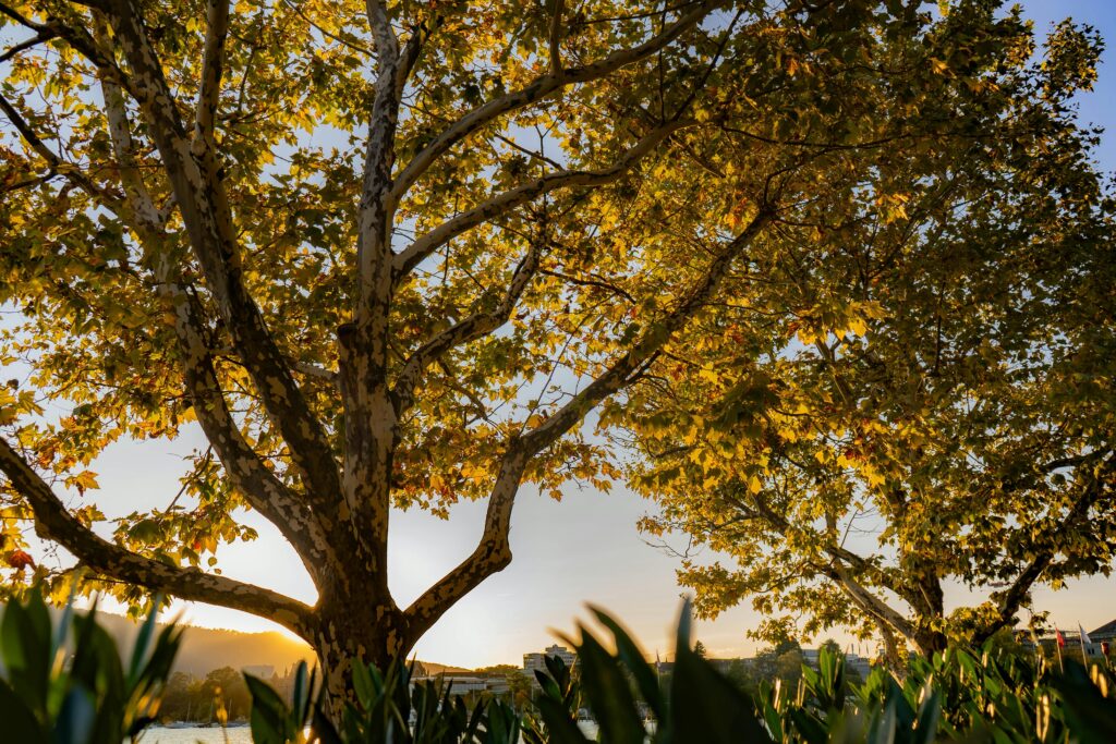Serene autumn scene with sycamore trees and sunset in Zurich, Switzerland.