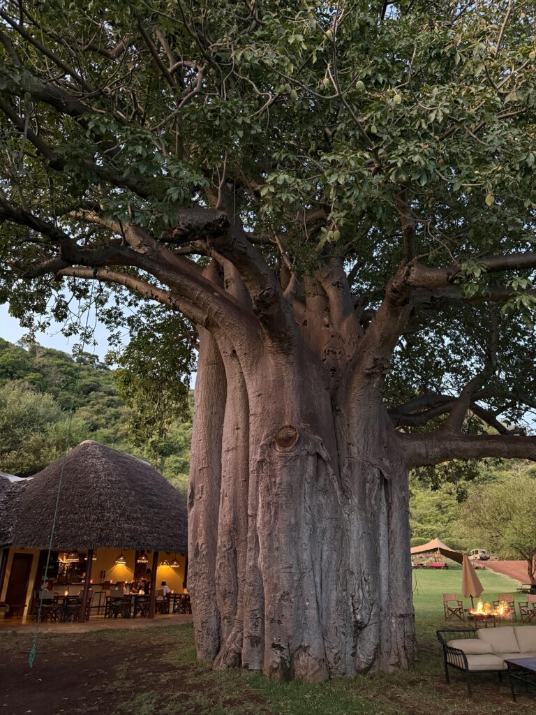 A grand baobab tree stands tall near a rustic lodge in a verdant setting, perfect for eco-travel enthusiasts.