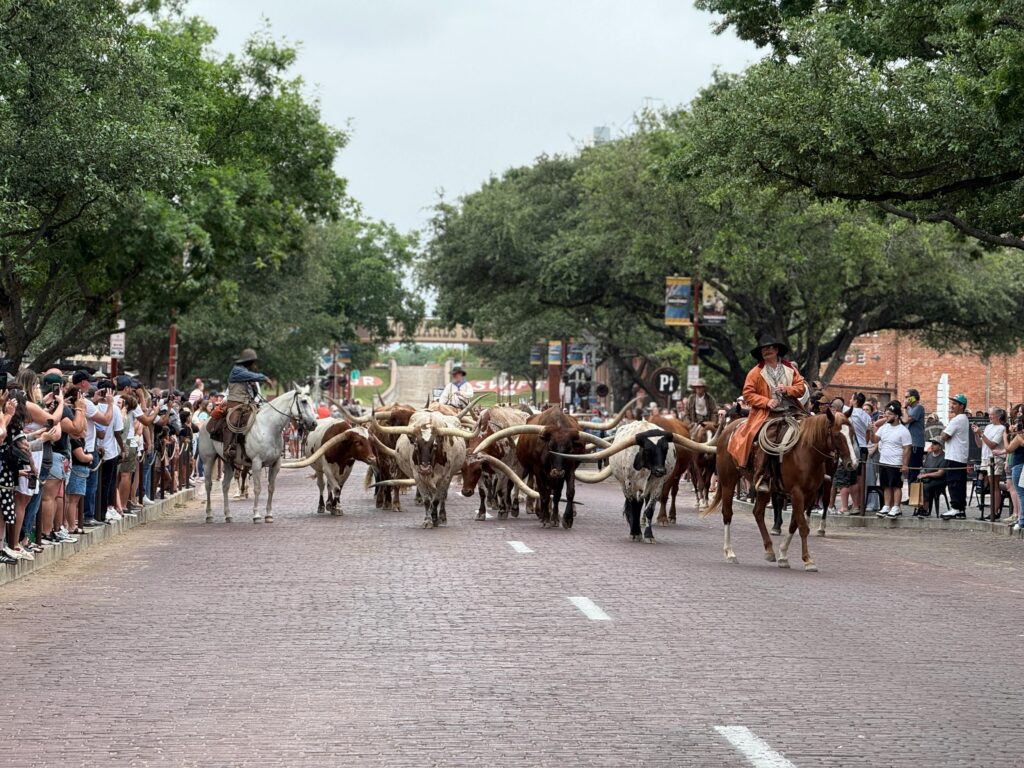 Experience the iconic cattle drive at Fort Worth Stockyards, showcasing Texas heritage.