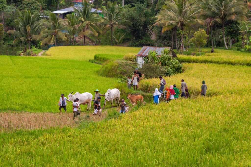 Vibrant rural scene of farmers and cattle harvesting rice in lush green fields during daytime.