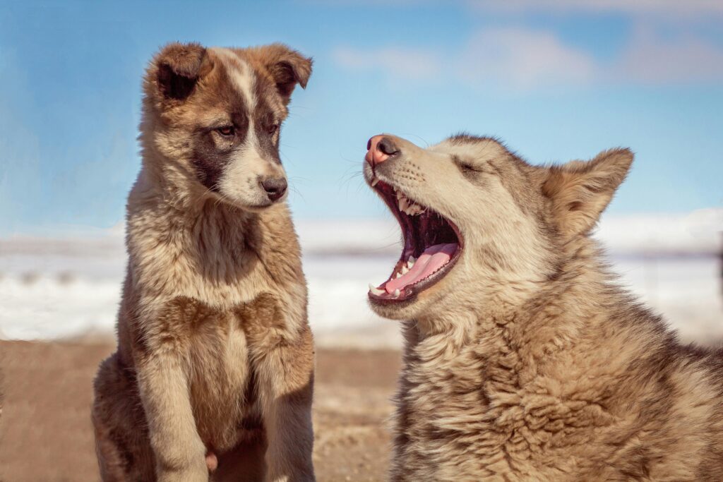Two Greenland dogs enjoying a sunny day, one yawning playfully. Cute and candid moment.