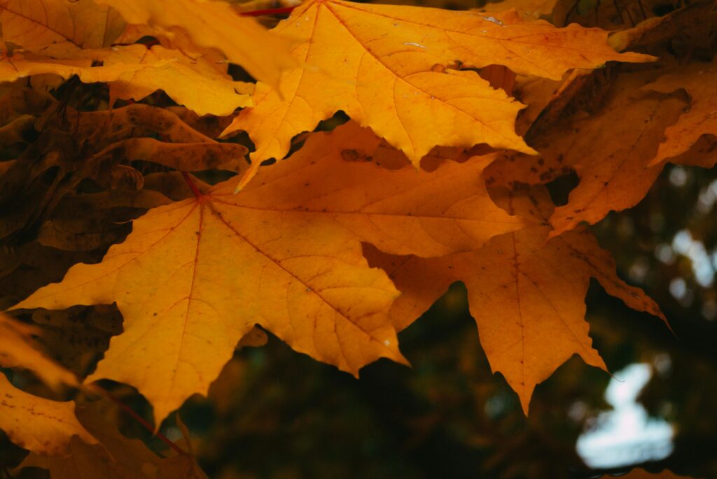 Close-up of vibrant autumn maple leaves showcasing brilliant fall colors.