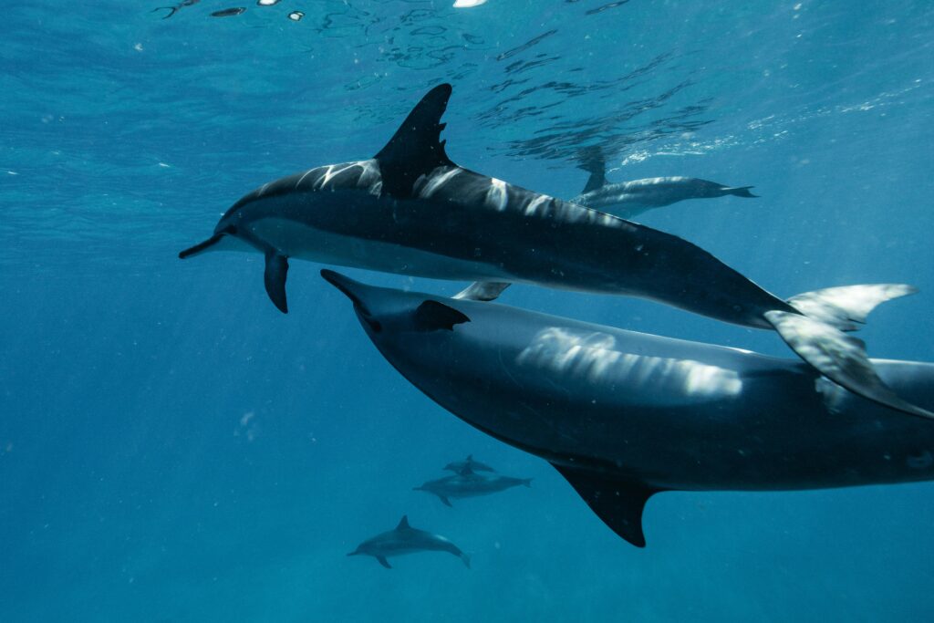A captivating underwater view of dolphins swimming gracefully in the ocean's clear blue depths.