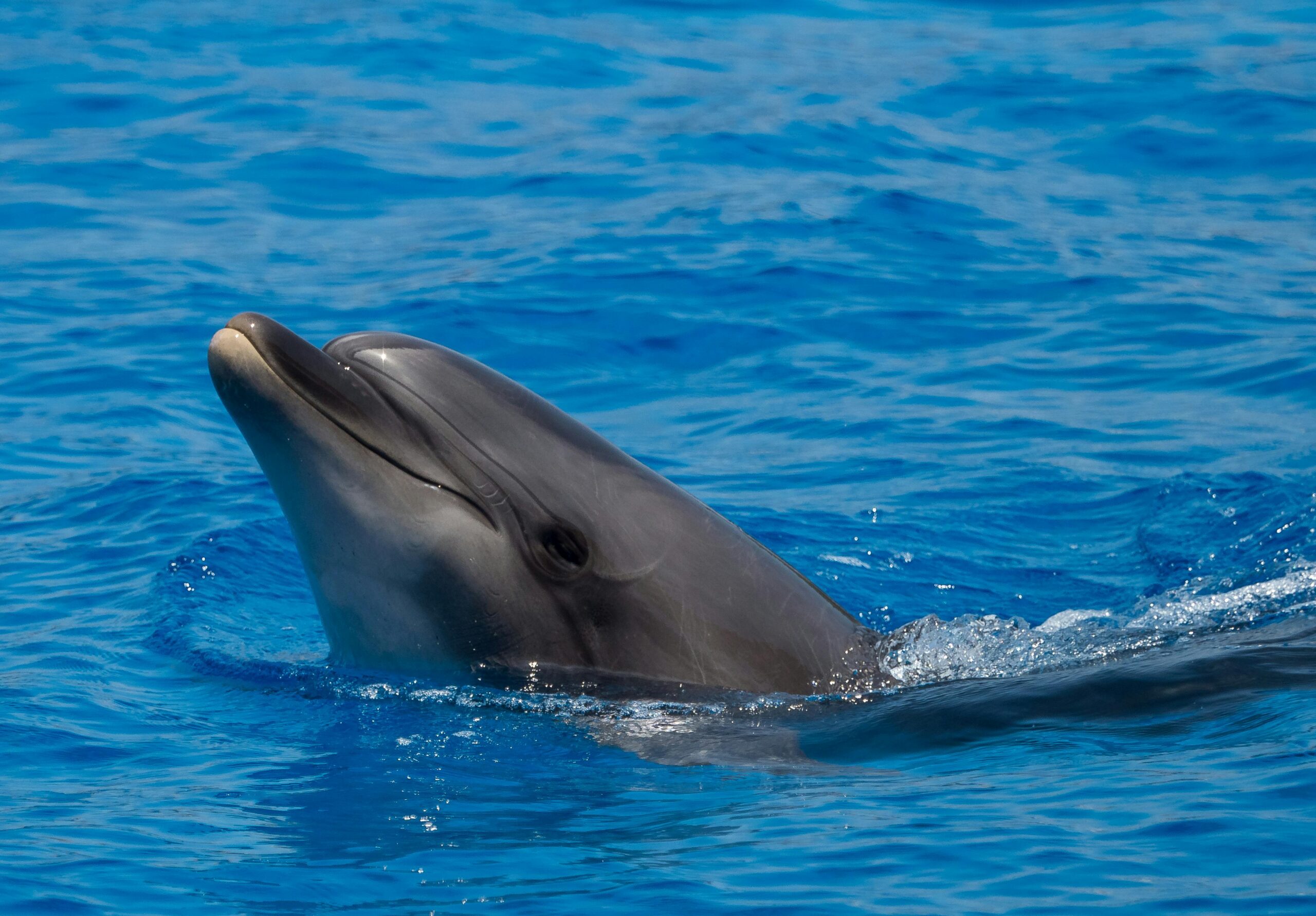 Captivating close-up of a playful dolphin swimming in vibrant blue water.