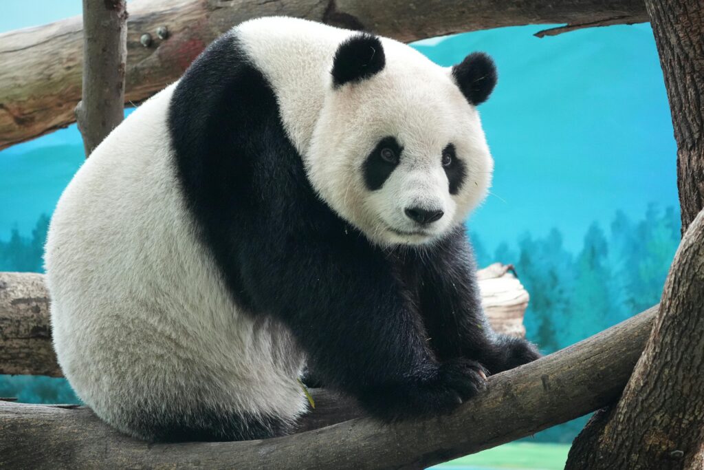 Adorable giant panda sitting on a tree branch in Taipei Zoo, showcasing its black and white fur in a serene forest setting.