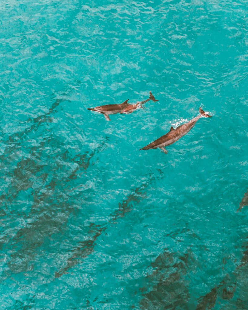 Dolphins gracefully swimming in clear turquoise sea, captured from above.