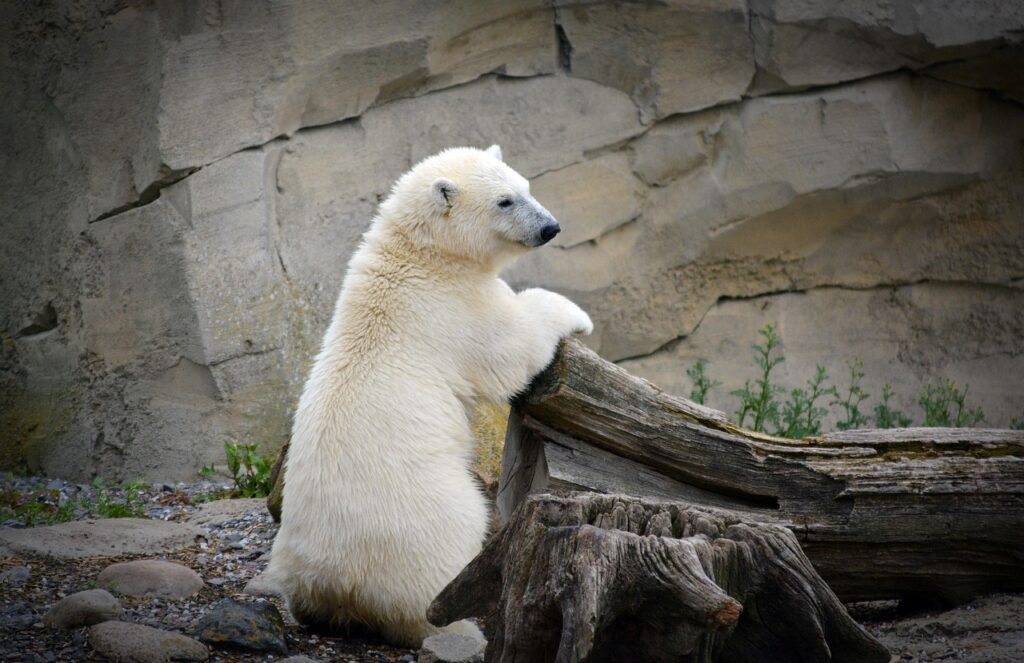 icebear, young polar bear, white, young, polar bear child, offspring, bear, cute, cub, bear, bear, bear, bear, bear