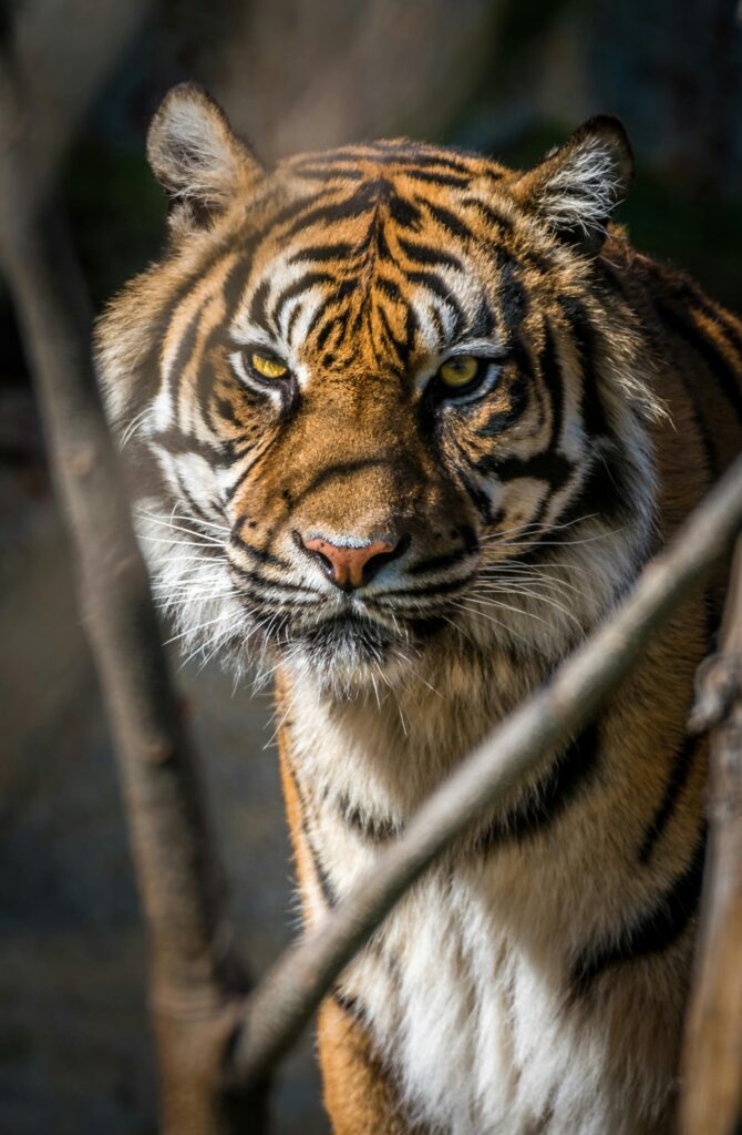 Close-up portrait of a Bengal tiger showcasing its fierce and majestic presence.