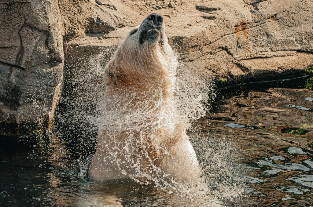 Polar bear shaking off water, creating a dynamic splash in a zoo environment.