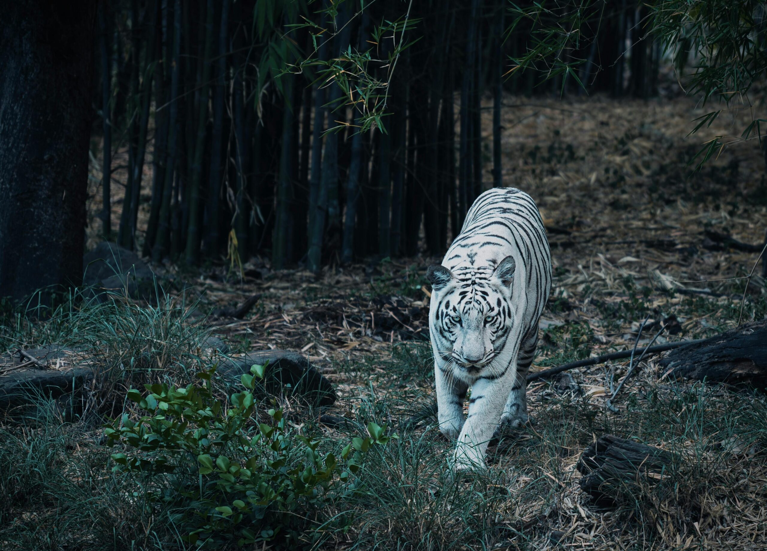 A white tiger prowling through dense bamboo forest, showcasing its wild beauty and power.