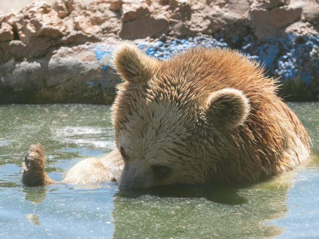 A brown bear cools off in a sunlit pool, showcasing wildlife behavior in a natural setting.