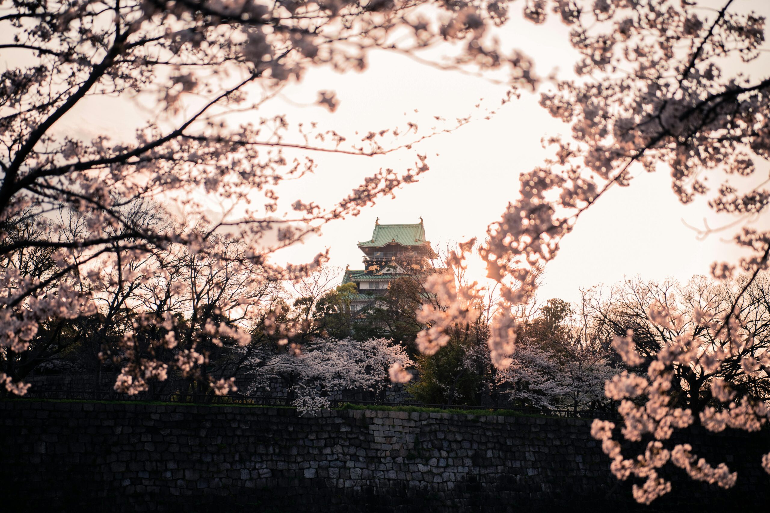 Serene view of Osaka Castle framed by cherry blossoms during springtime, capturing nature and history.