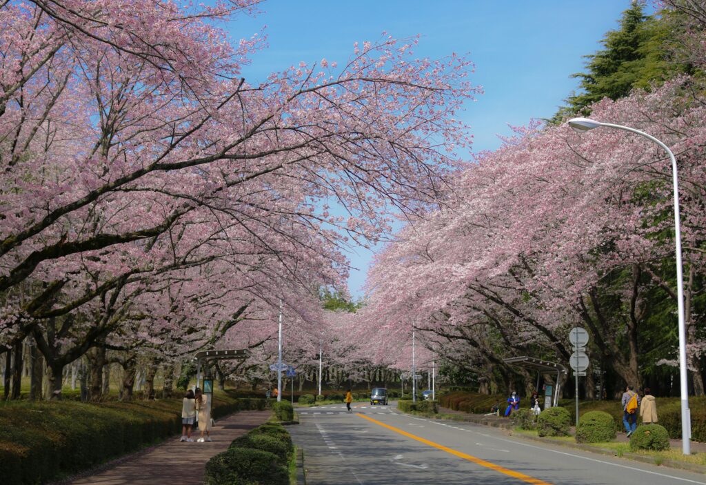 Scenic road lined with blooming cherry blossom trees in Japan, capturing the essence of spring.